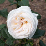 Top Cream