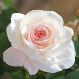 Touch of Pink