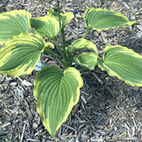 Trendsetter Hosta