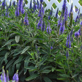 Skyward Blue Speedwell