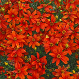Sizzle & Spice Crazy Cayenne Tickseed