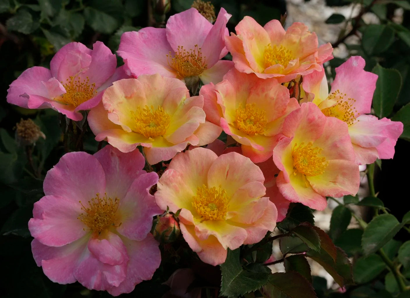 Slide image
