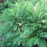 Fern American Royal