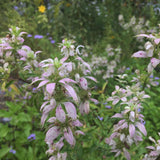 Spotted Bee Balm