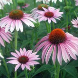 Pixie Meadowbrite Coneflower