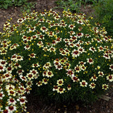 Sizzle & Spice Red Hot Vanilla Tickseed