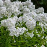 Ka-Pow White Garden Phlox