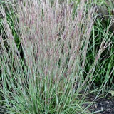 Little Red Fox Little Bluestem