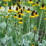 Maxima Black-Eyed Susan