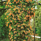 Mandarin Honeysuckle