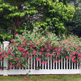 Major Wheeler Honeysuckle
