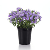 Candy Cloud Blue Garden Phlox