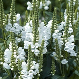 Obedient Plant