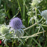 Rattlesnake Master