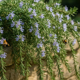 Huntington Carpet Rosemary