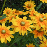 Hirta Prairie Sun Black-Eyed Susan