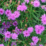 Summer's Surrender Ironweed